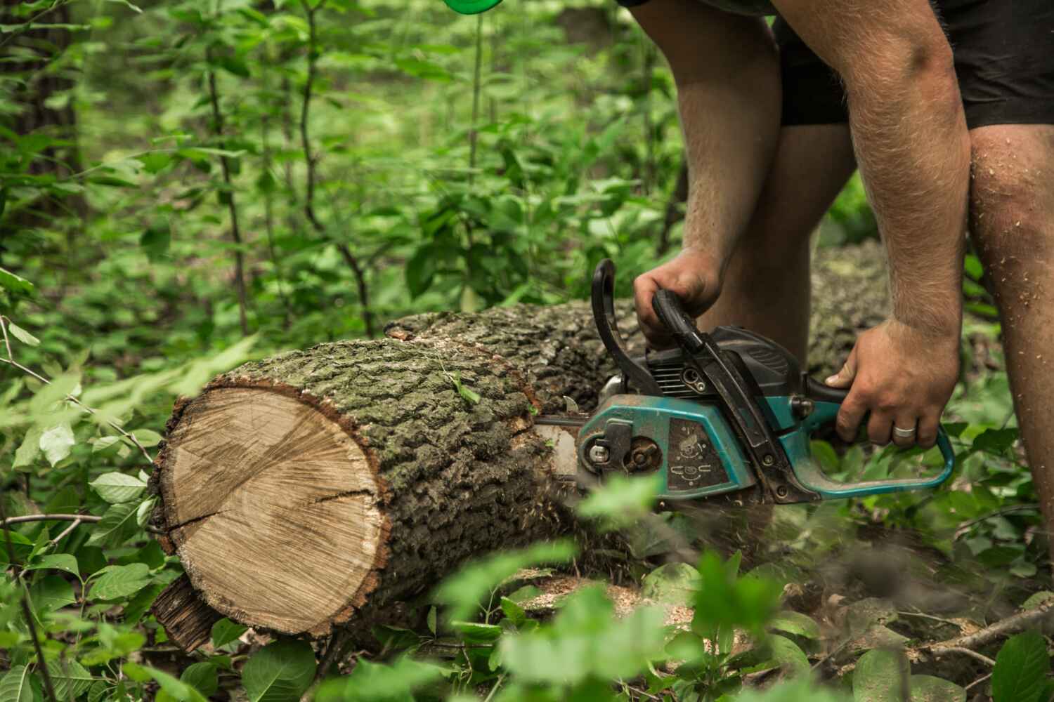 Best Emergency Tree Service  in Glenolden, PA